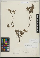 Foto von Salix alpina Scop.